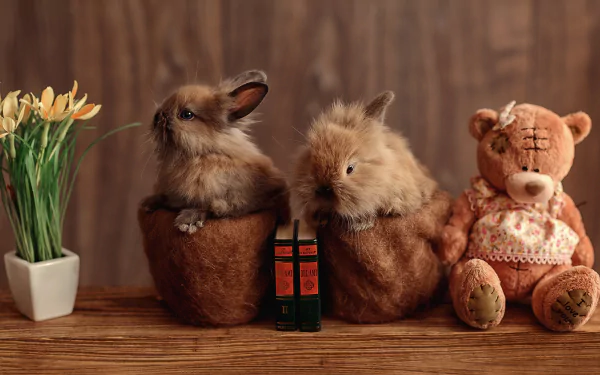 HD desktop wallpaper showing two fluffy rabbits in brown pots next to a teddy bear and a small potted plant on a wooden surface with a wooden background.
