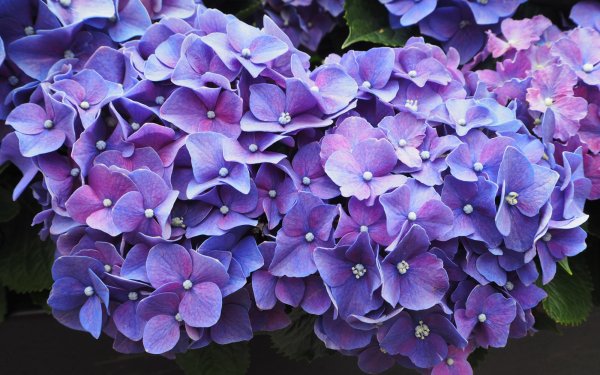 Earth Hydrangea Flowers Flower Purple Flower HD Wallpaper | Background Image