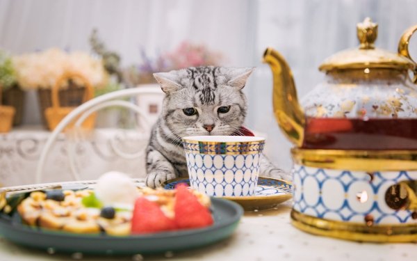 Animal Cat Cup HD Wallpaper | Background Image