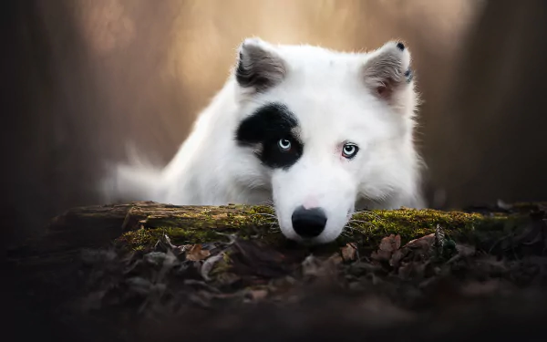puppy baby animal yakutian Laika Animal dog HD Desktop Wallpaper | Background Image