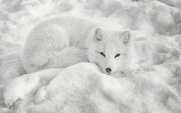 Animal Arctic Fox Dogs Winter Snow Fox HD Wallpaper | Background Image