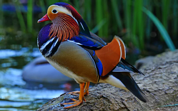bird Animal mandarin duck HD Desktop Wallpaper | Background Image