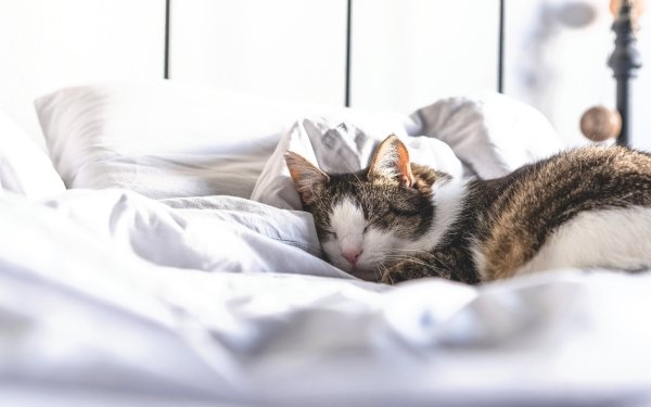 Animal Cat Cats Sleeping HD Wallpaper | Background Image