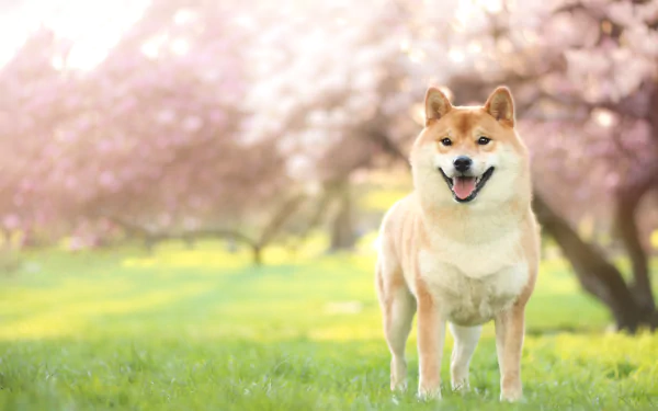depth of field dog Animal shiba inu HD Desktop Wallpaper | Background Image