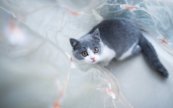 Animal Cat HD Wallpaper | Background Image
