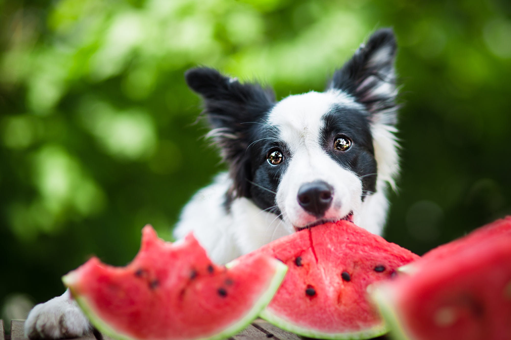 Animal Border Collie HD Wallpaper