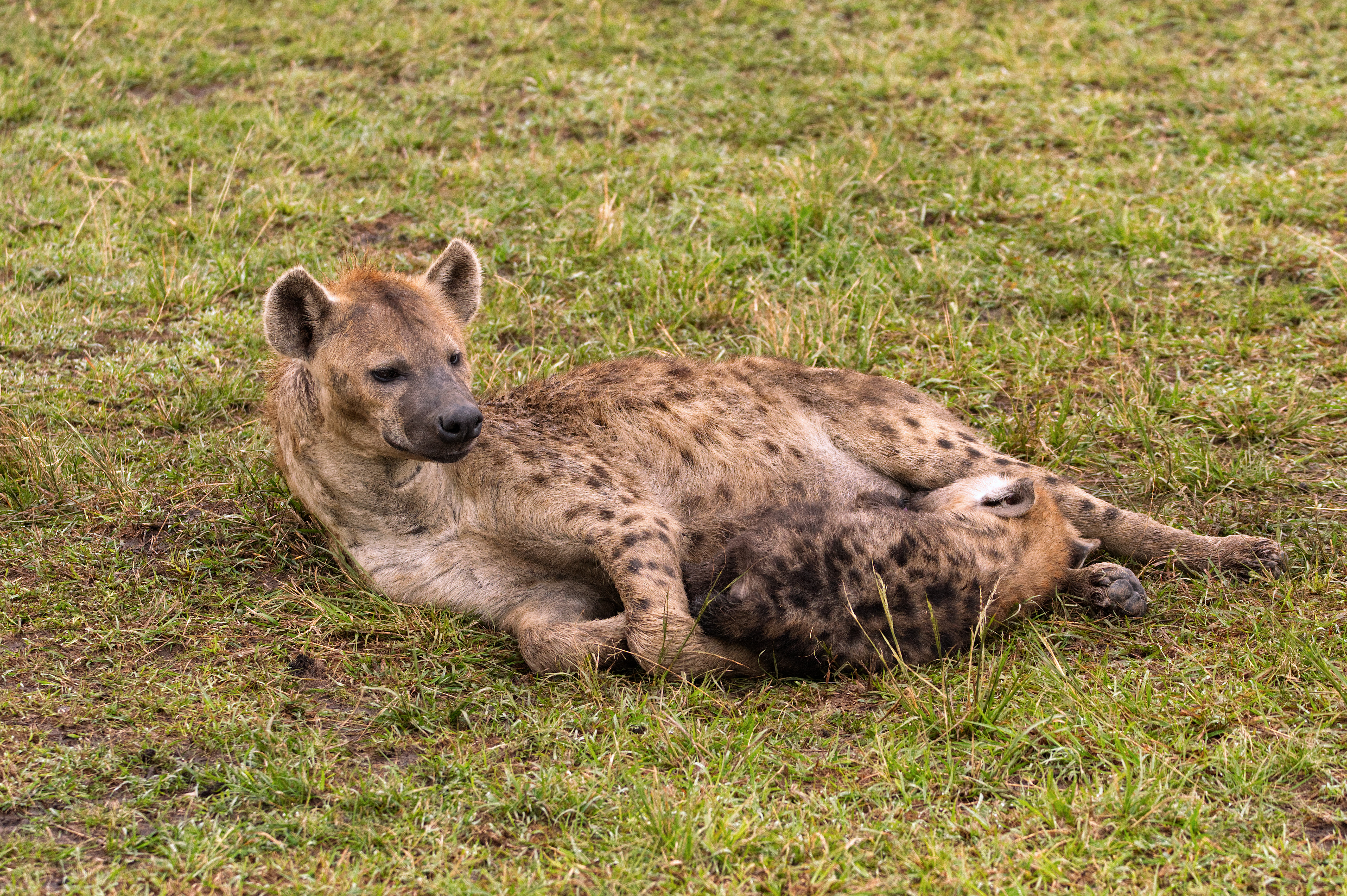 Animal Spotted Hyena HD Wallpaper | Background Image