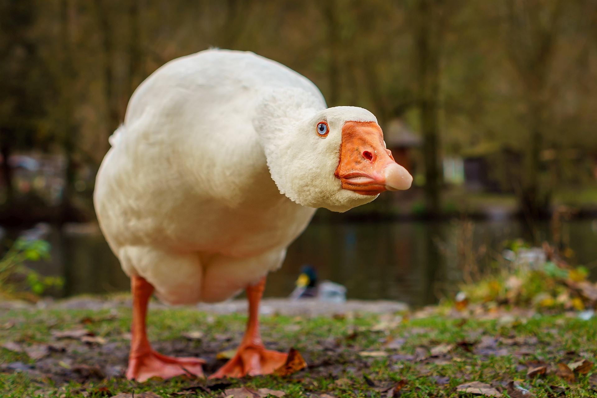 destop goose