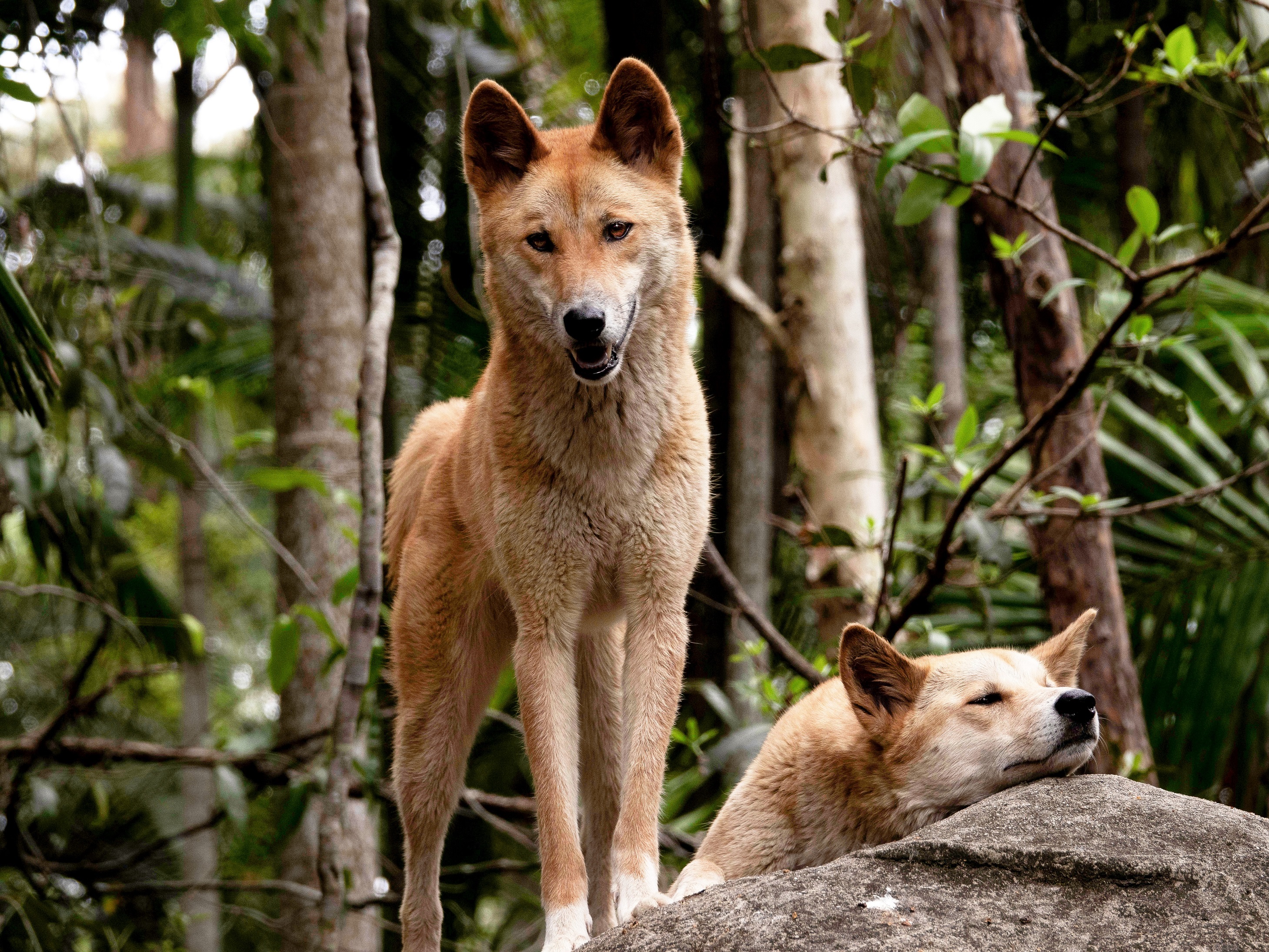 Animal Dingo HD Wallpaper | Background Image