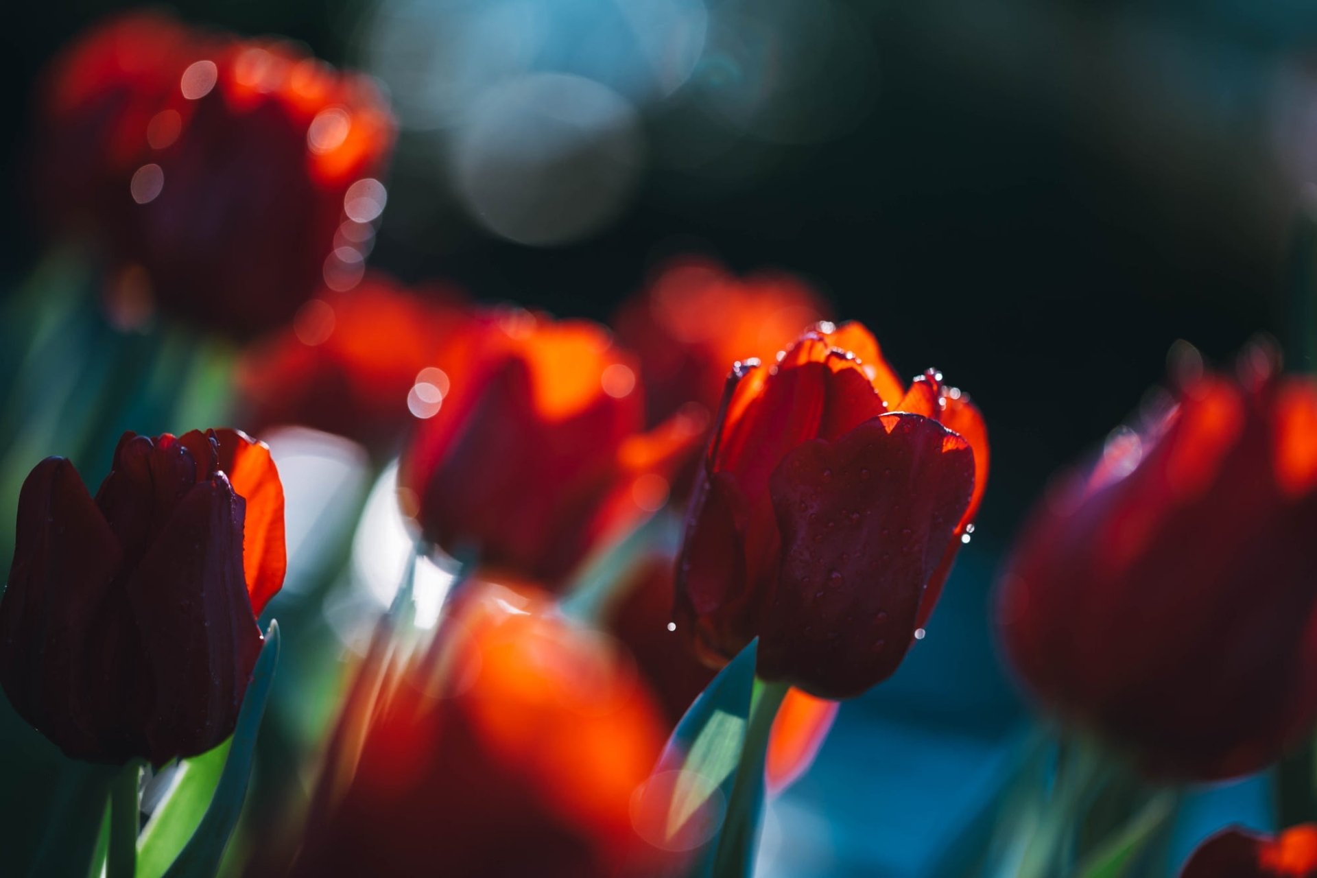 Download Red Flower Flower Close-up Nature Tulip HD Wallpaper
