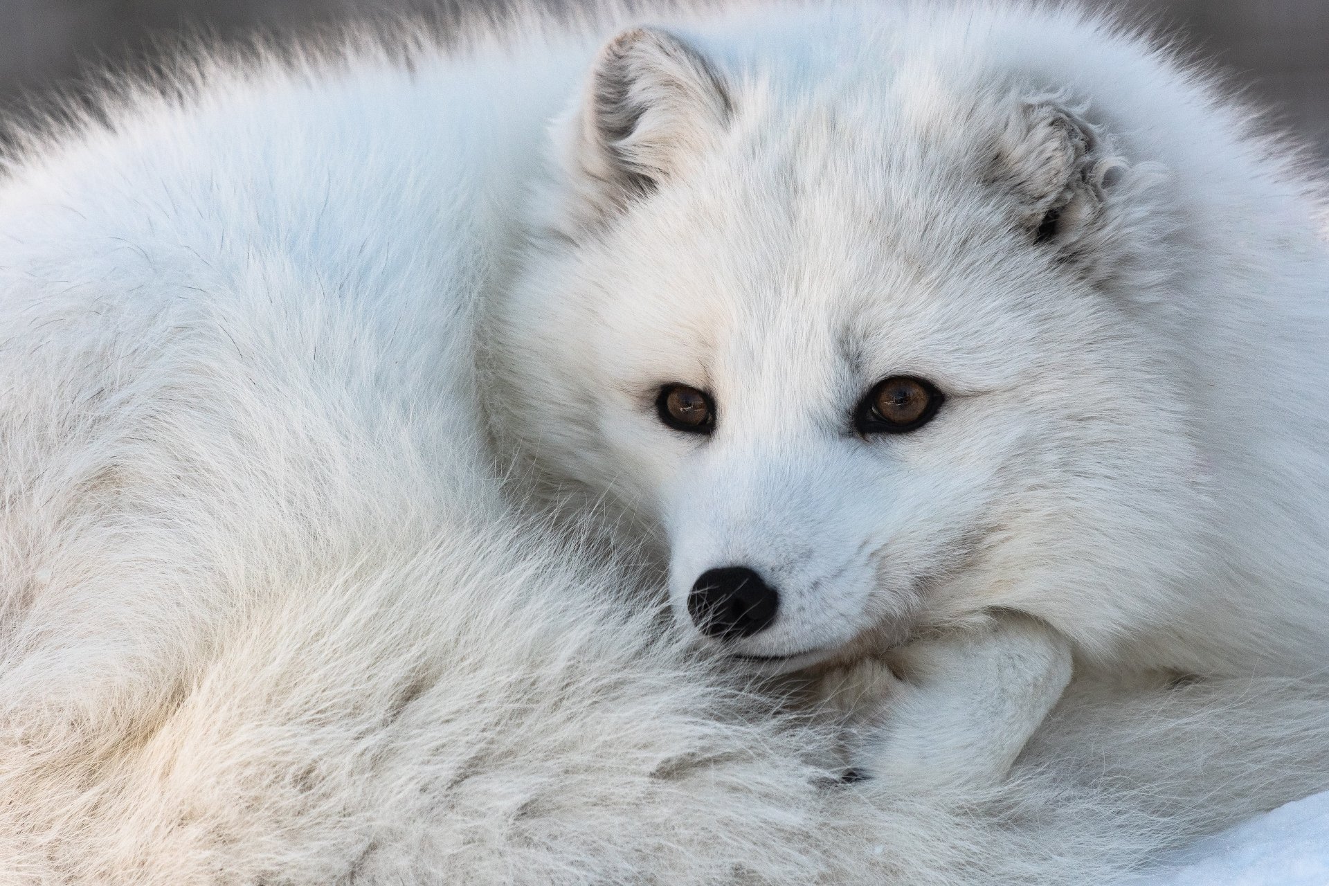 Arctic Fox 4k Ultra HD Wallpaper