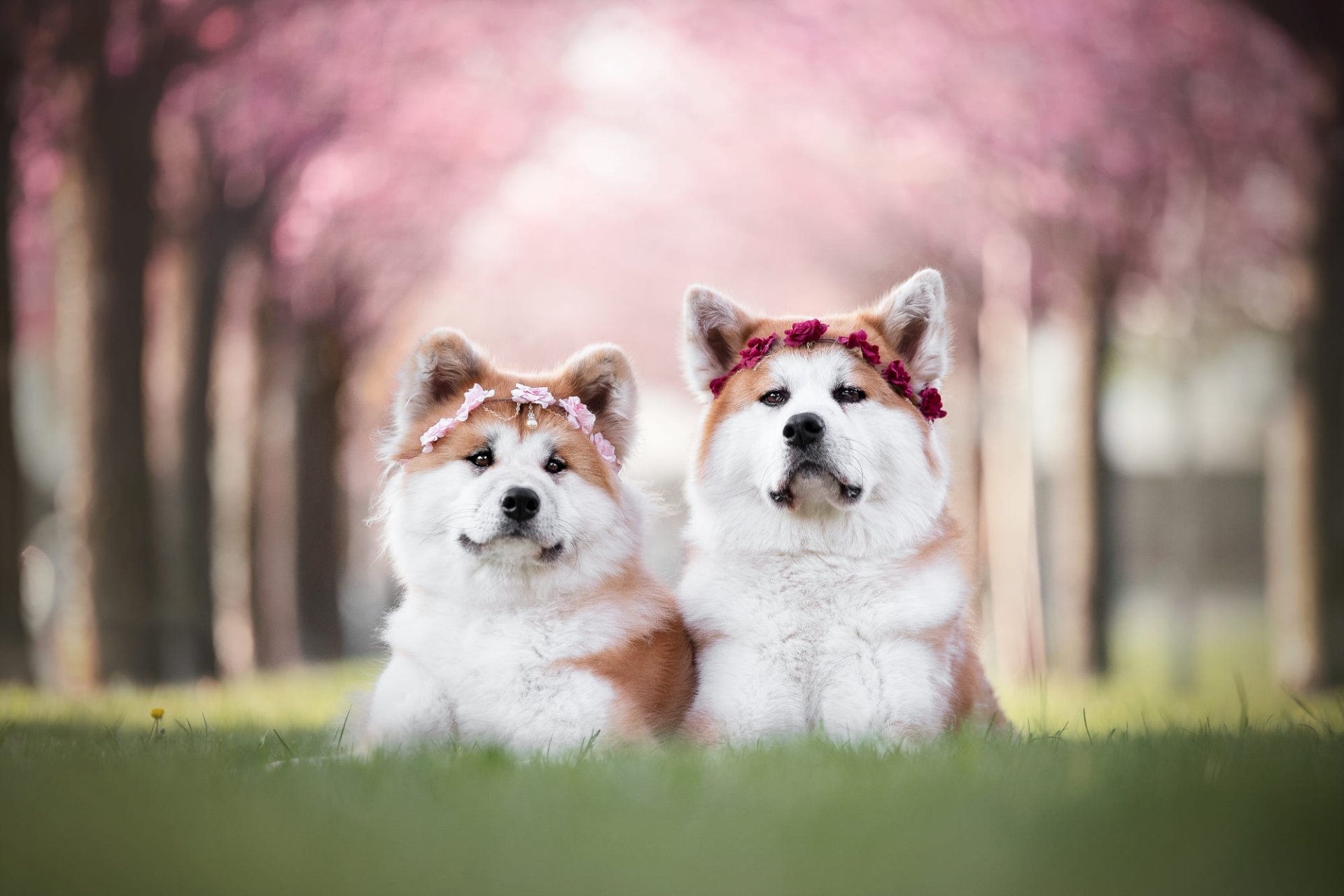 Download Depth Of Field Dog Animal Akita HD Wallpaper