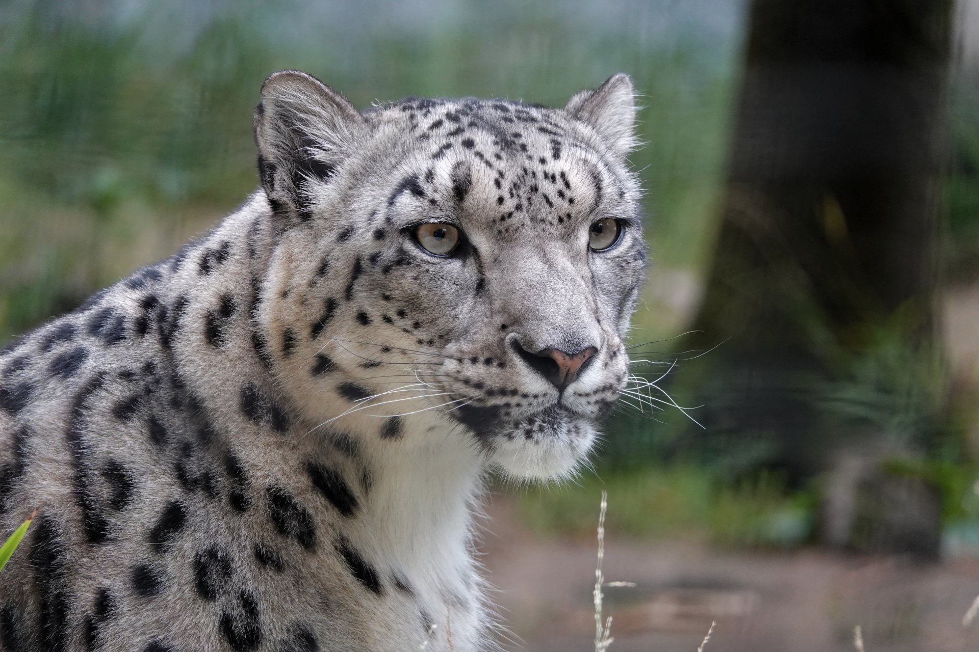 Close-up of a snow leopard with striking spotted fur and amber eyes, 2K Quad HD PC desktop wallpaper and background.