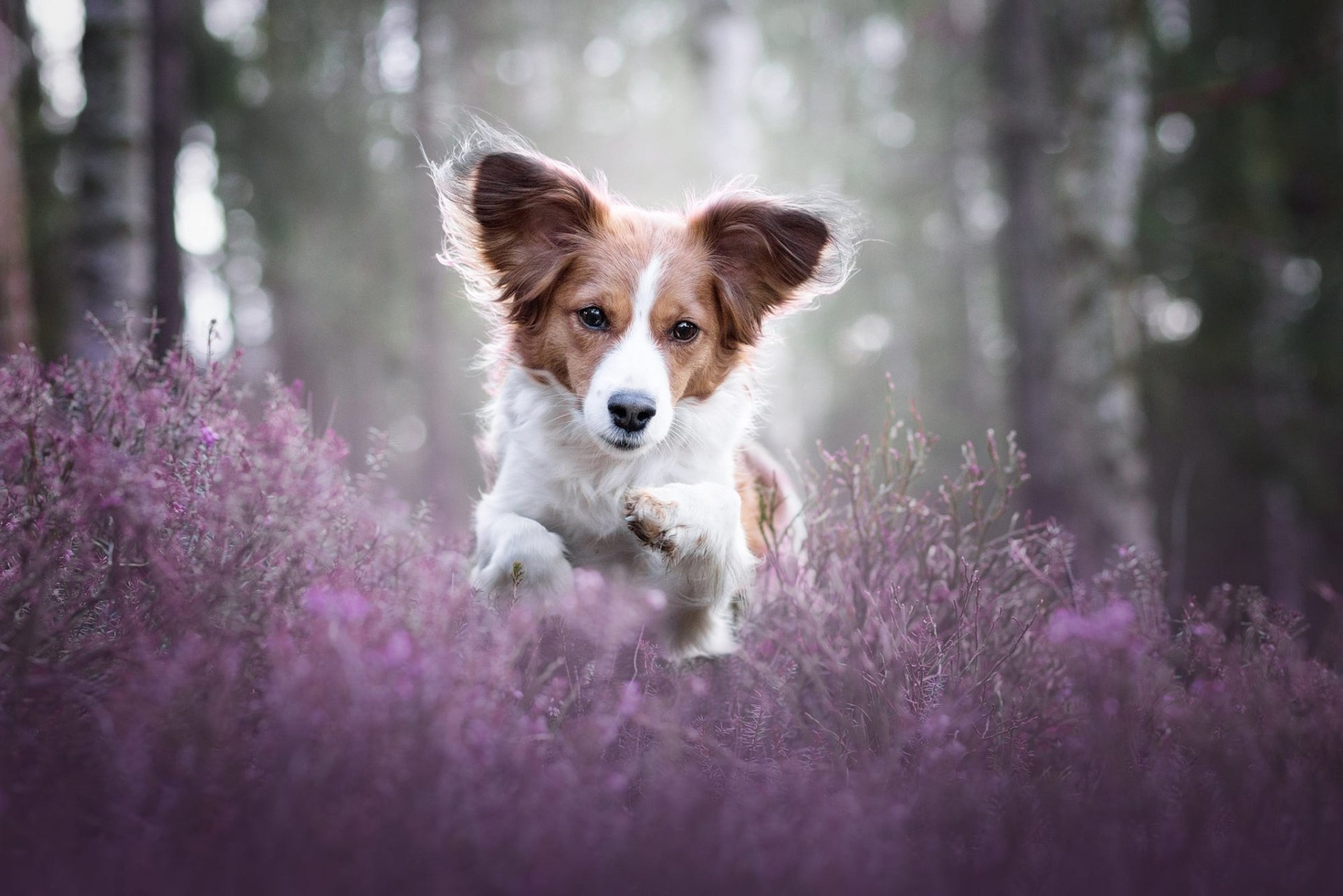 Animal Kooikerhondje HD Wallpaper