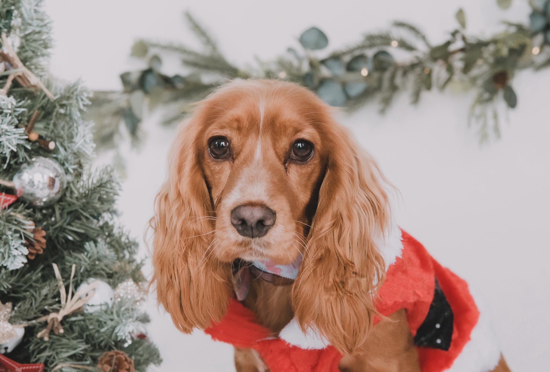 4K Ultra HD PC desktop wallpaper and background of a cocker spaniel dog (animal) in a red holiday sweater beside a decorated Christmas tree.