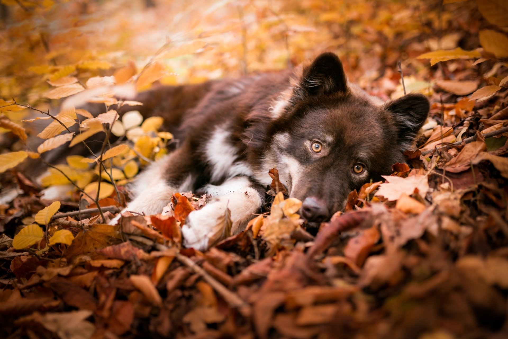 Download Leaf Fall Animal Dog HD Wallpaper | 2048x1365 | Wallpaper Abyss