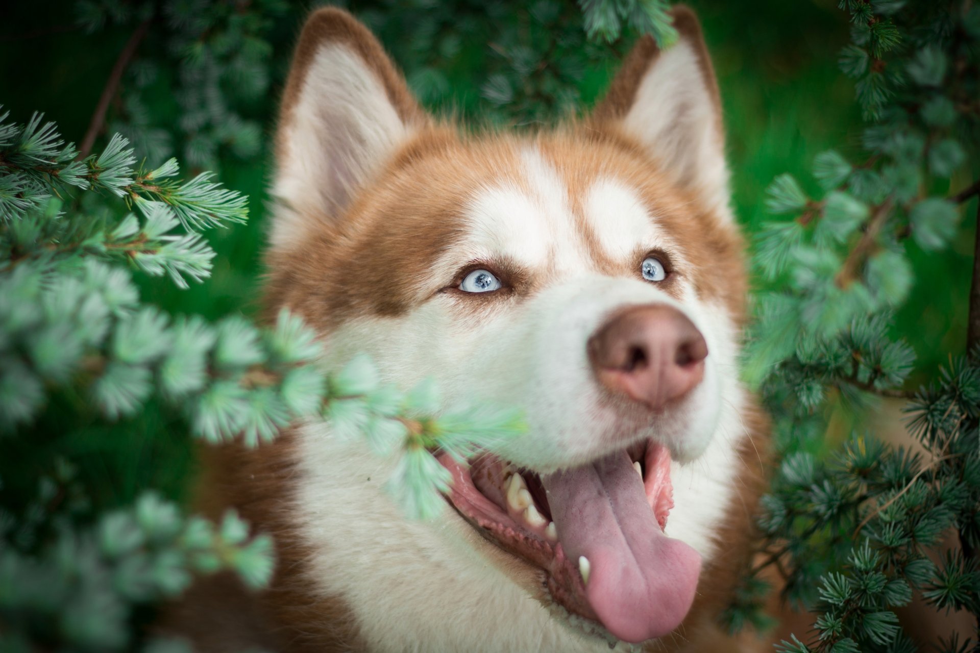 Download Dog Animal Husky 4k Ultra HD Wallpaper