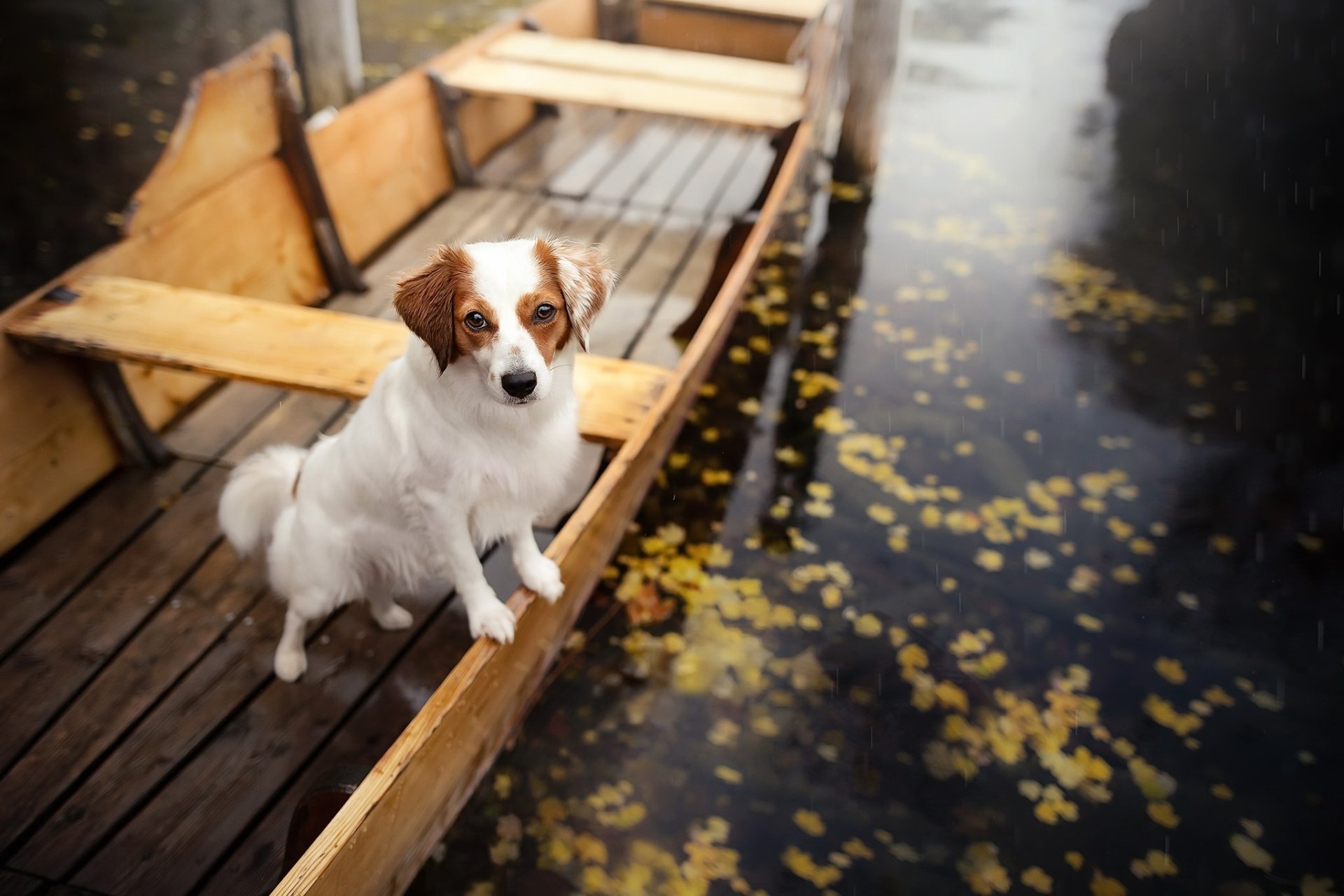 Download Dog Boat Animal Kooikerhondje HD Wallpaper