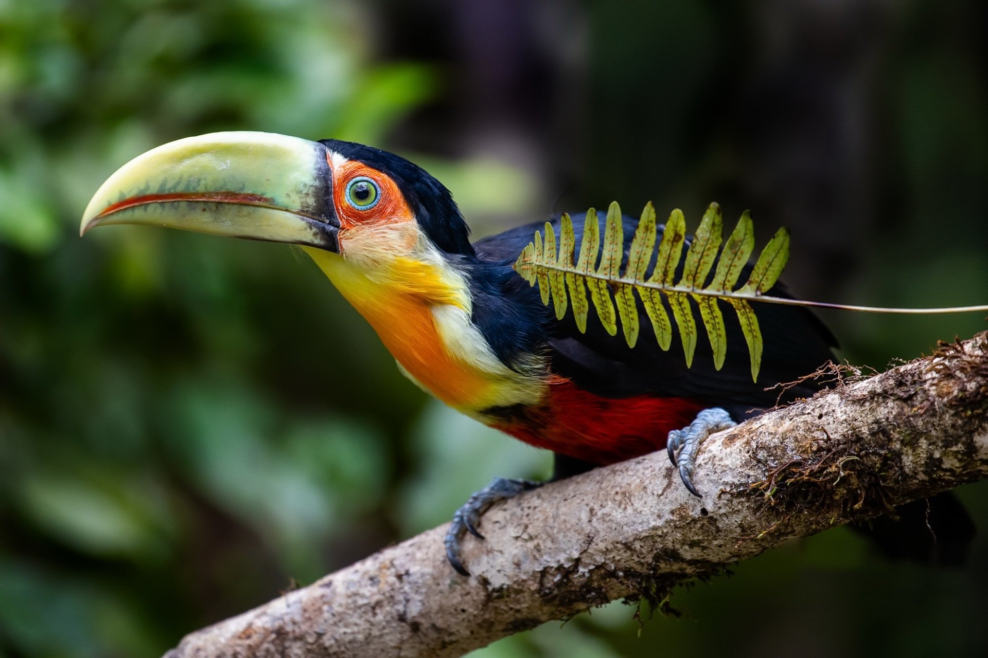 HD PC desktop wallpaper of a toucan bird (animal) with a vivid beak perched on a branch, bright plumage and a fern leaf against a soft, blurred green background.