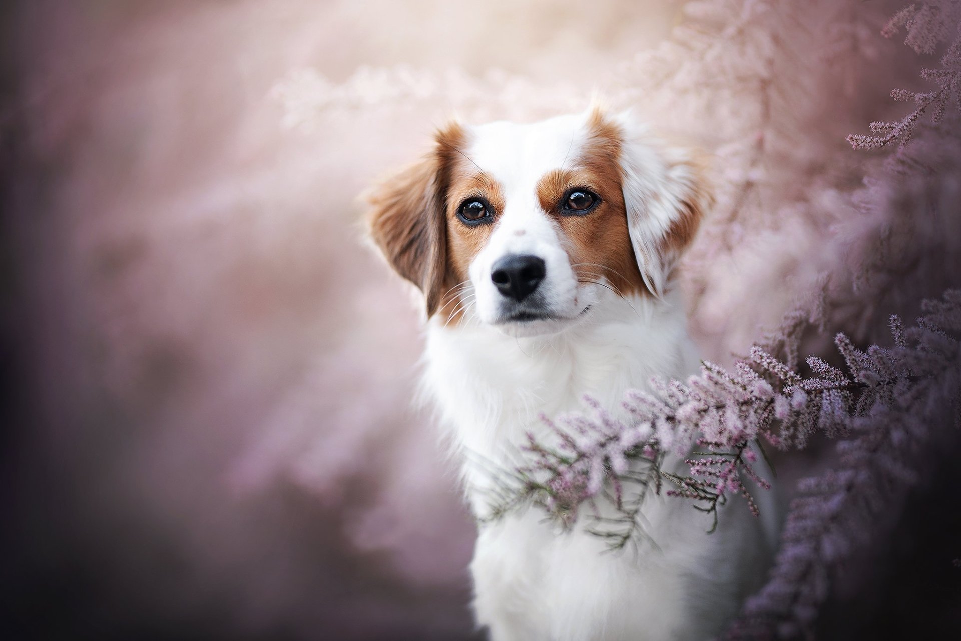 Download Dog Animal Kooikerhondje HD Wallpaper