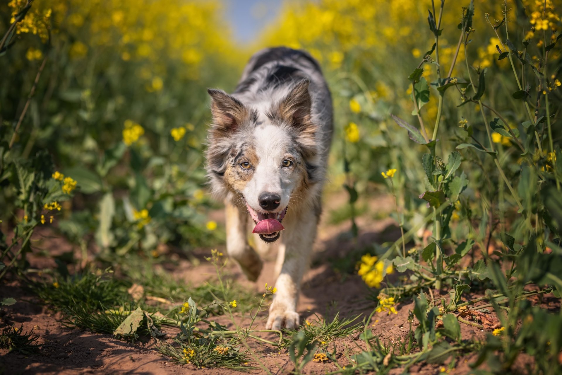 Download Dog Animal Australian Cattle Dog 4k Ultra HD Wallpaper