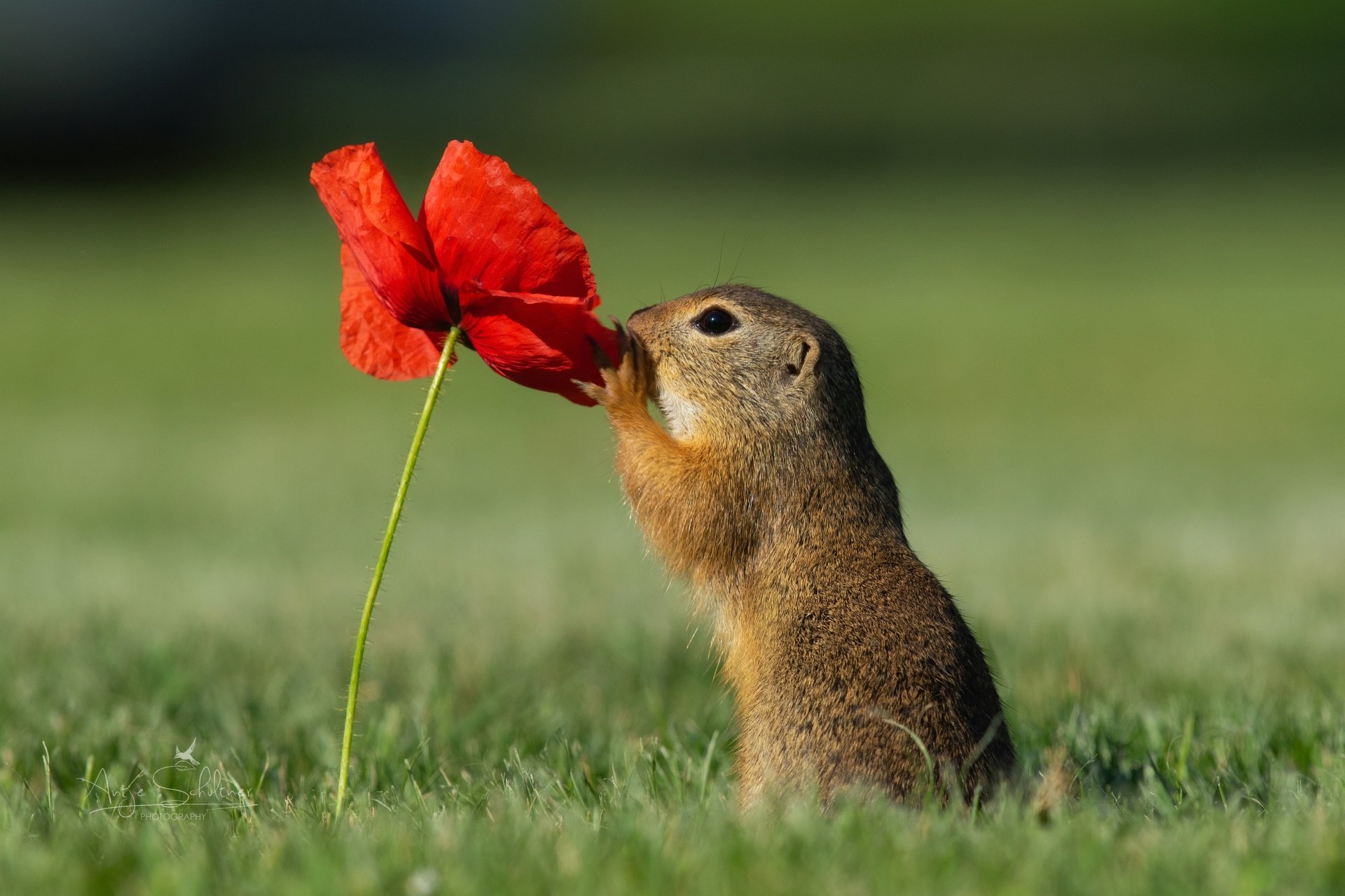 Download Poppy Rodent Animal Gopher 4k Ultra HD Wallpaper