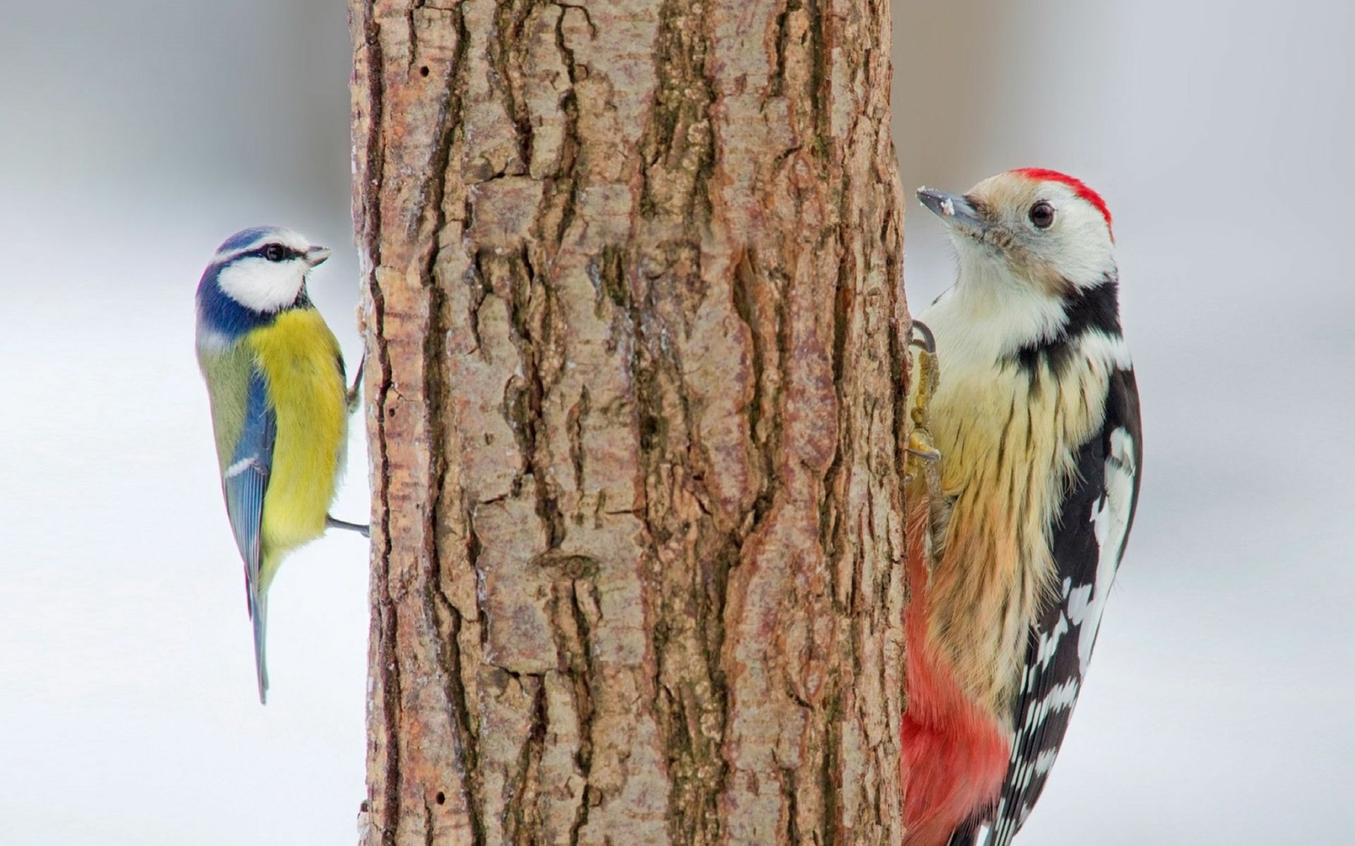 2K Quad HD PC desktop wallpaper of a woodpecker and small songbird clinging to opposite sides of a tree trunk — bird, animal, woodpecker