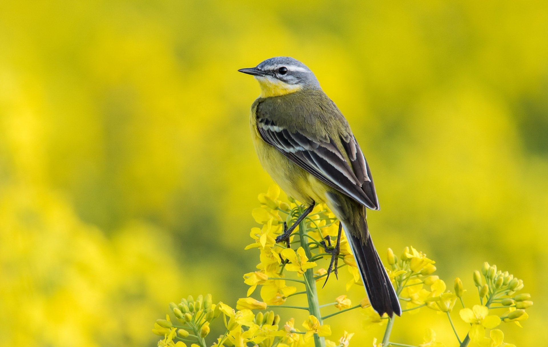 HD PC desktop wallpaper showing a wagtail bird (animal) perched on a yellow flower with a soft, blurred yellow floral background.