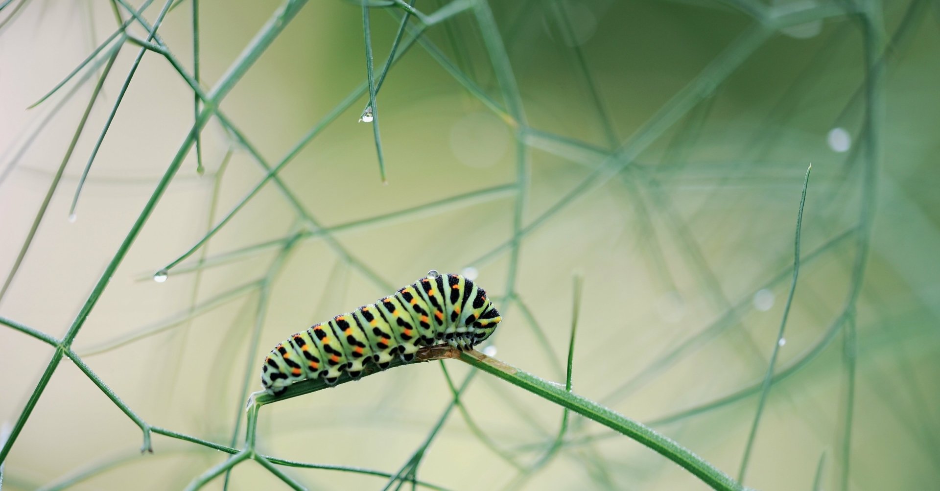 Close-up of a colorful caterpillar (insect, animal) on a thin green stem among lacy foliage and soft bokeh — 4K Ultra HD PC desktop wallpaper and background.