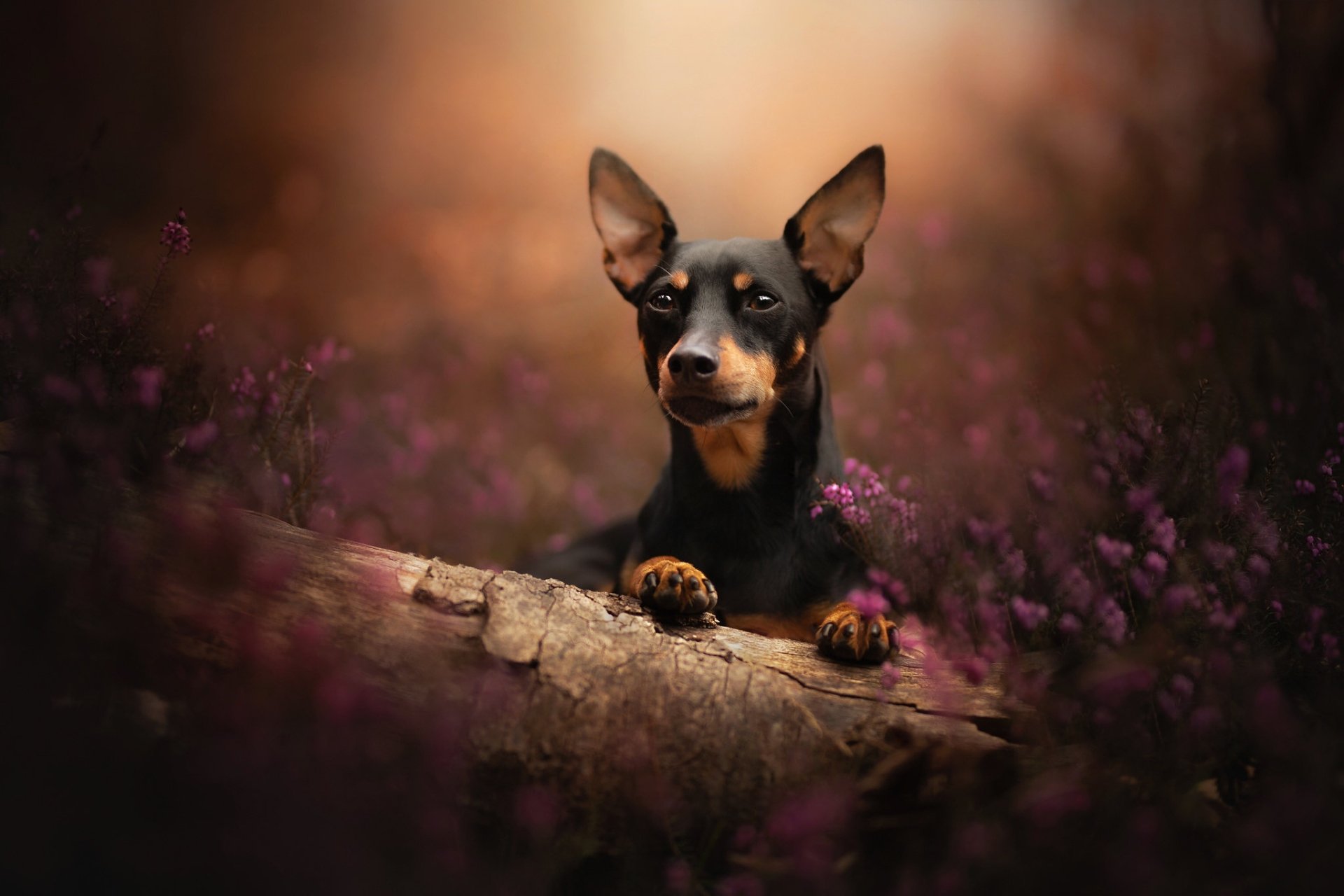 Download Miniature Pinscher Baby Animal Dog Animal Puppy HD Wallpaper