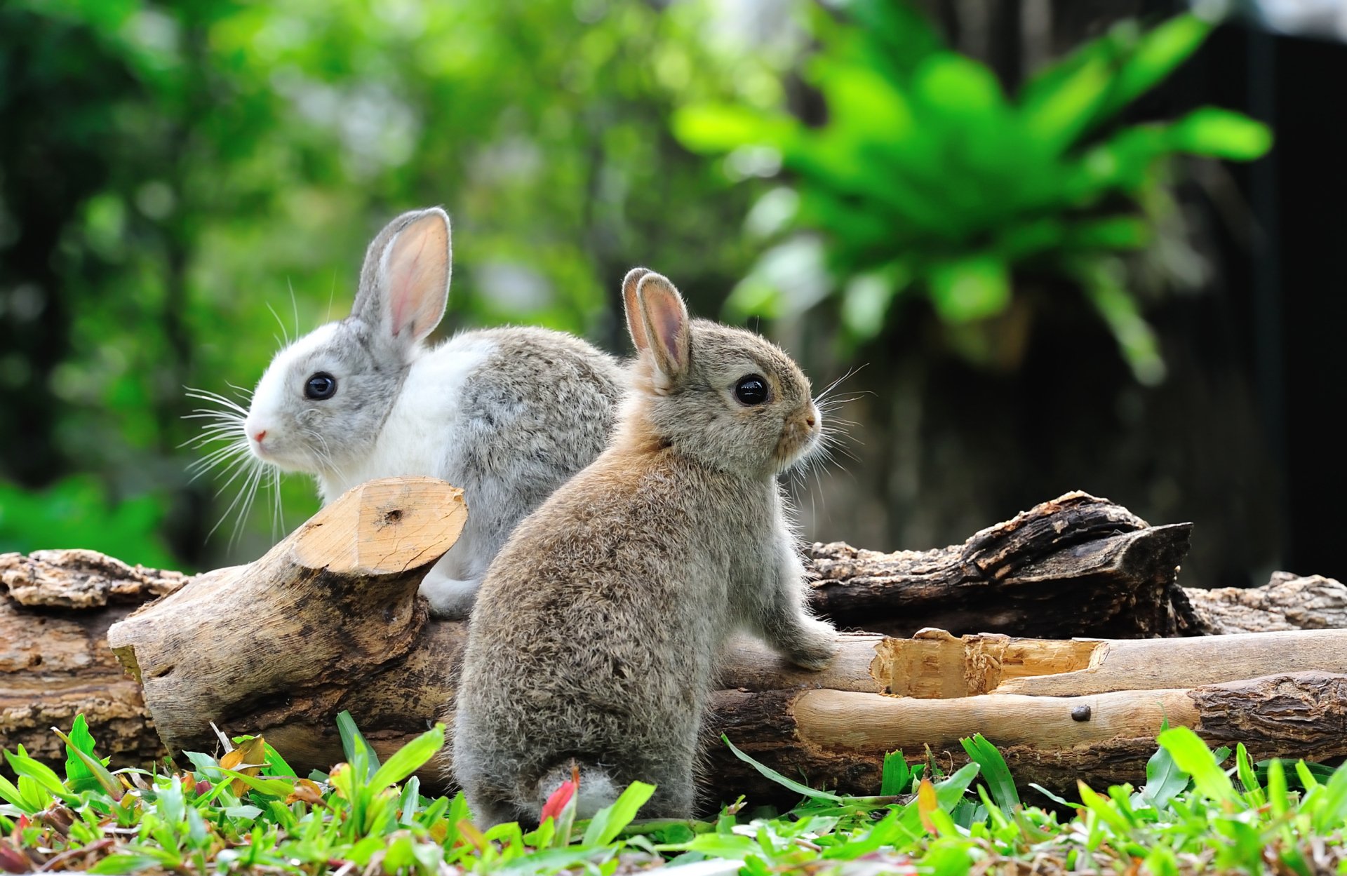 Rabbit HD Wallpaper | Background Image | 2460x1600 | ID ...