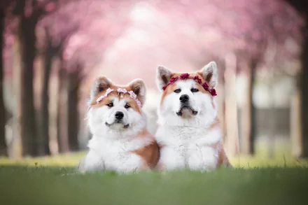 depth of field dog Animal akita HD Desktop Wallpaper | Background Image