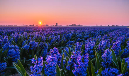 A vibrant field of purple hyacinth flowers stretches toward a glowing sun at sunset, captured in stunning 4K Ultra HD quality.