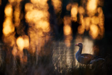 depth of field bird Animal Greylag Goose HD Desktop Wallpaper | Background Image