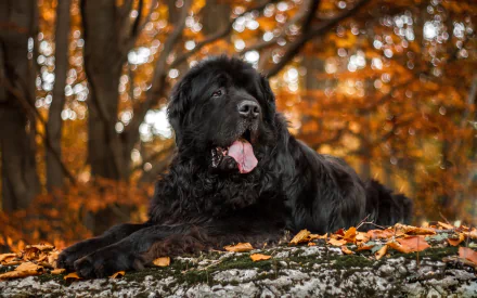 bokeh fall depth of field dog Animal newfoundland HD Desktop Wallpaper | Background Image