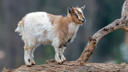 A detailed 4K Ultra HD image of a goat standing on a log with a blurred natural background, captured as a PC desktop wallpaper.