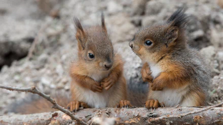 Close-up of two squirrels, small rodents, sitting on a branch against a rocky background, captured in high detail for a 4K Ultra HD PC desktop wallpaper.