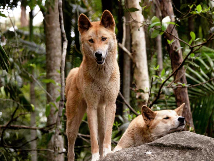 Animal — two dingoes in a lush forest, one standing alert and one resting on a rock; 2K Quad HD PC desktop wallpaper/background.