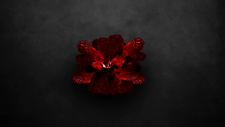 red flower artistic flower HD Desktop Wallpaper | Background Image
