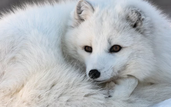 fox Animal arctic fox HD Desktop Wallpaper | Background Image