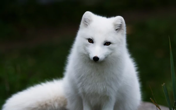fox Animal arctic fox HD Desktop Wallpaper | Background Image