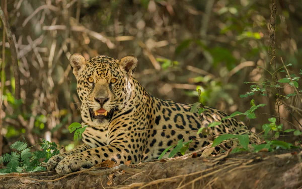 Animal jaguar HD Desktop Wallpaper | Background Image