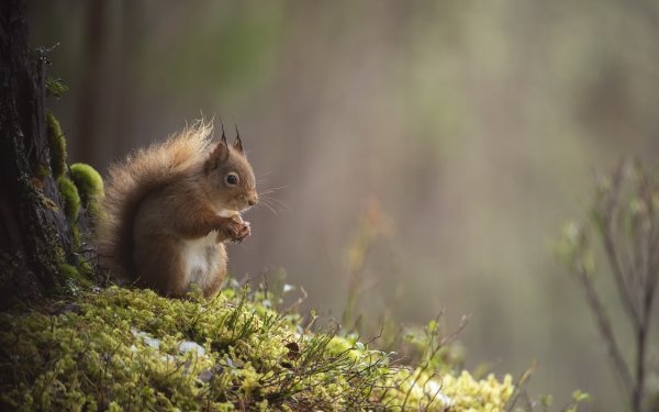 Animal Squirrel Rodent HD Wallpaper | Background Image