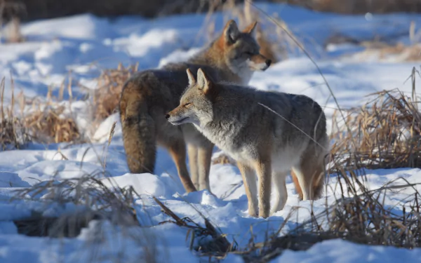 snow winter Animal coyote winter animals HD Desktop Wallpaper | Background Image