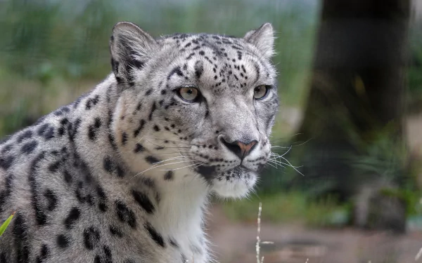 Close-up of a snow leopard with striking spotted fur and amber eyes, 2K Quad HD PC desktop wallpaper and background.