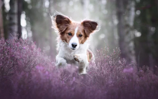 dog Animal Kooikerhondje HD Desktop Wallpaper | Background Image