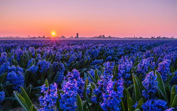 A vibrant field of purple hyacinth flowers stretches toward a glowing sun at sunset, captured in stunning 4K Ultra HD quality.