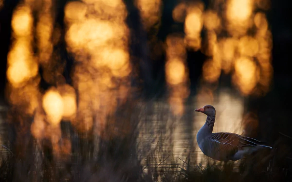 depth of field bird Animal Greylag Goose HD Desktop Wallpaper | Background Image