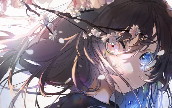 Anime-style 4K Ultra HD desktop wallpaper featuring a girl with heterochromia surrounded by cherry blossom branches in full bloom, capturing the essence of spring.