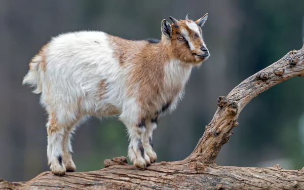 A detailed 4K Ultra HD image of a goat standing on a log with a blurred natural background, captured as a PC desktop wallpaper.